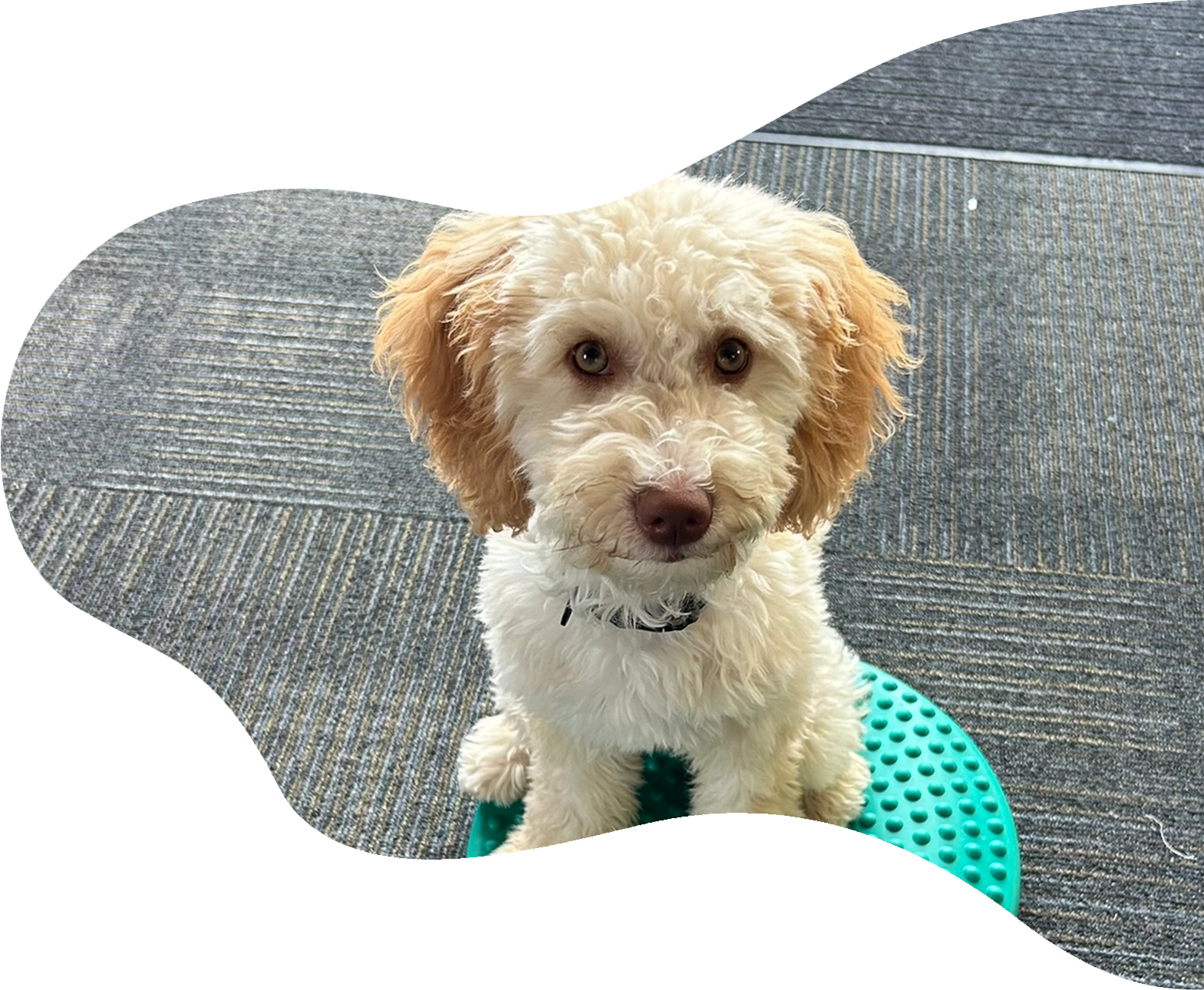 Dog sitting on toy