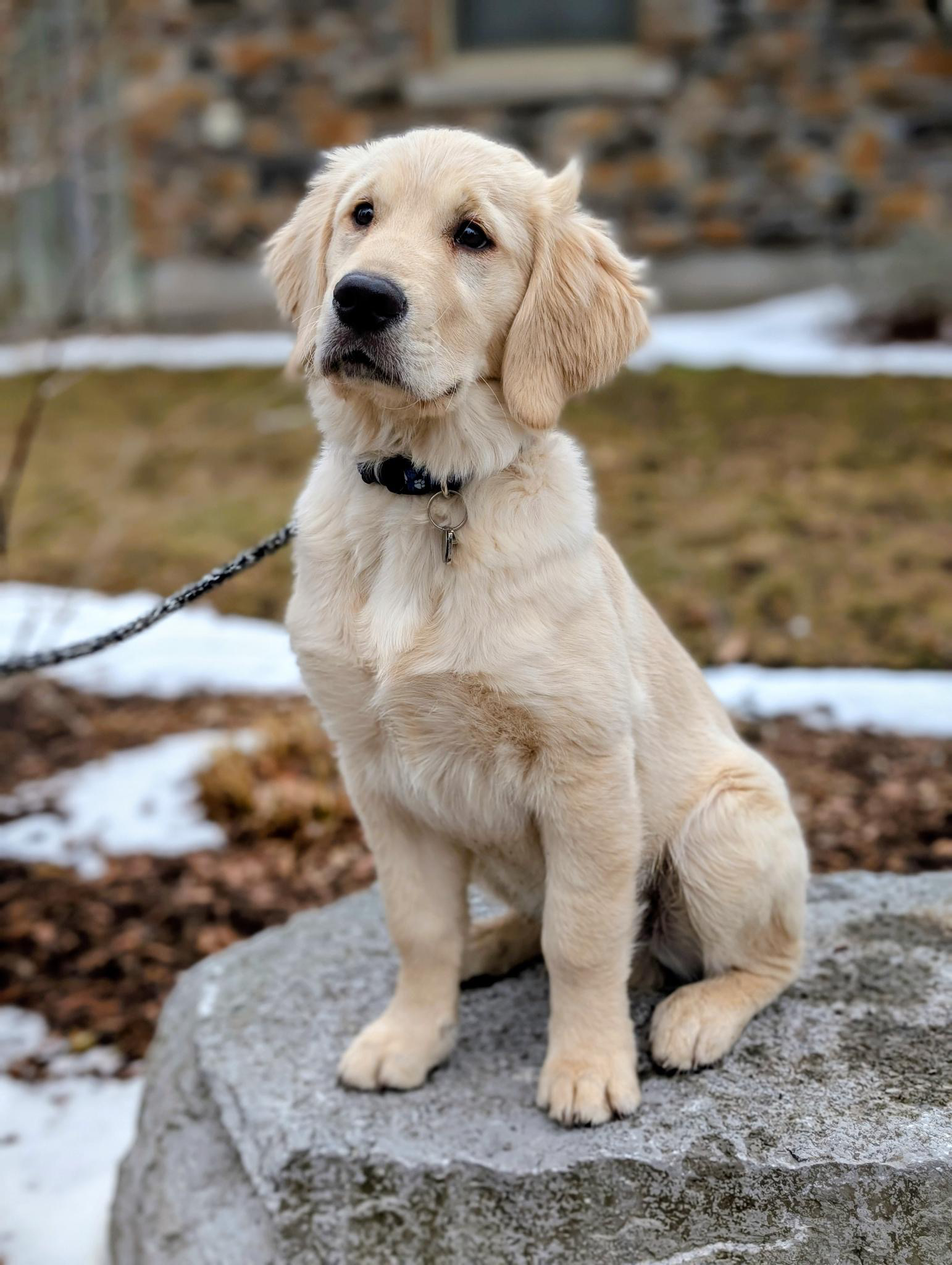 TCO Dog Training