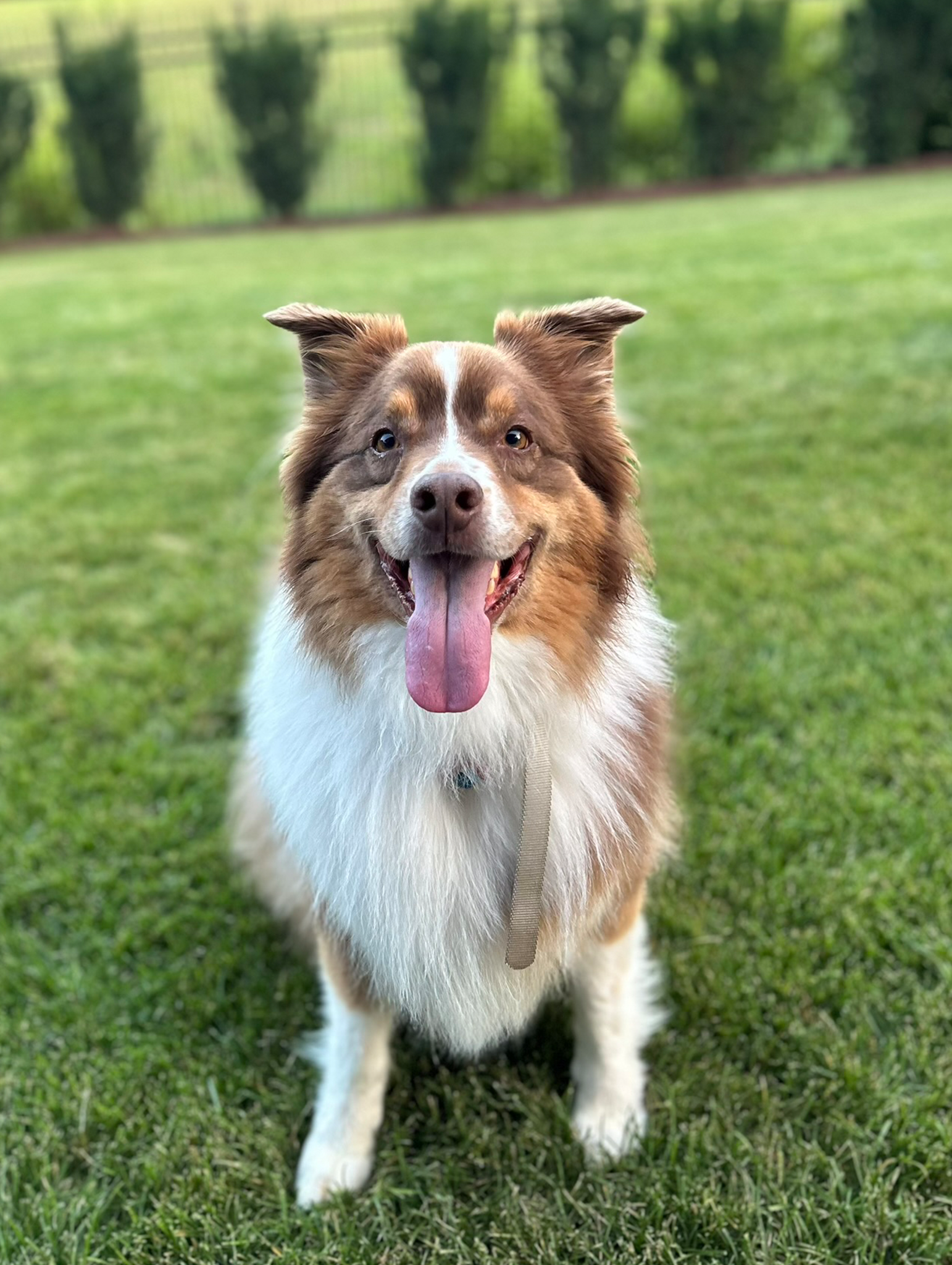 TCO Dog Training