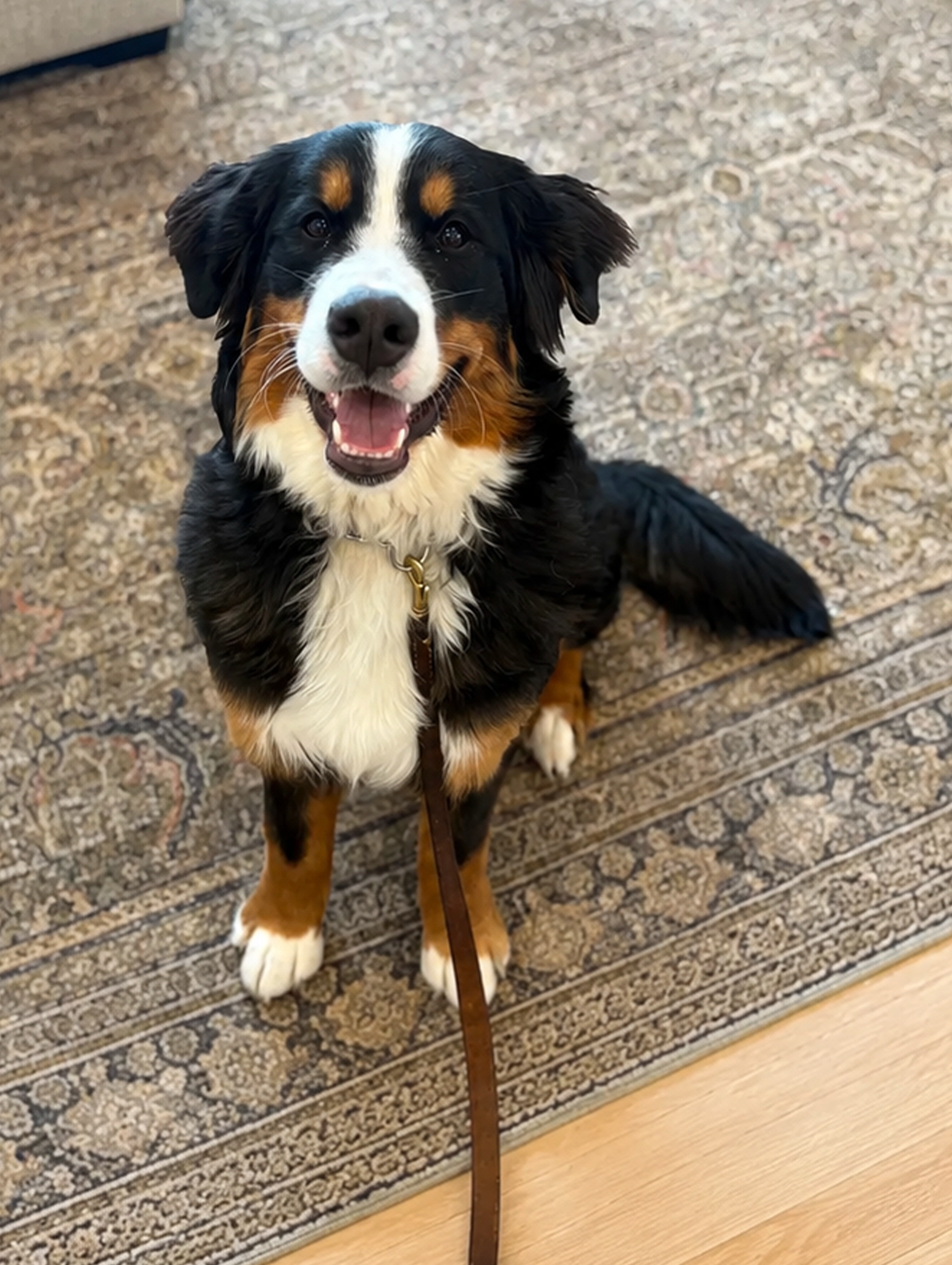 TCO Dog Training