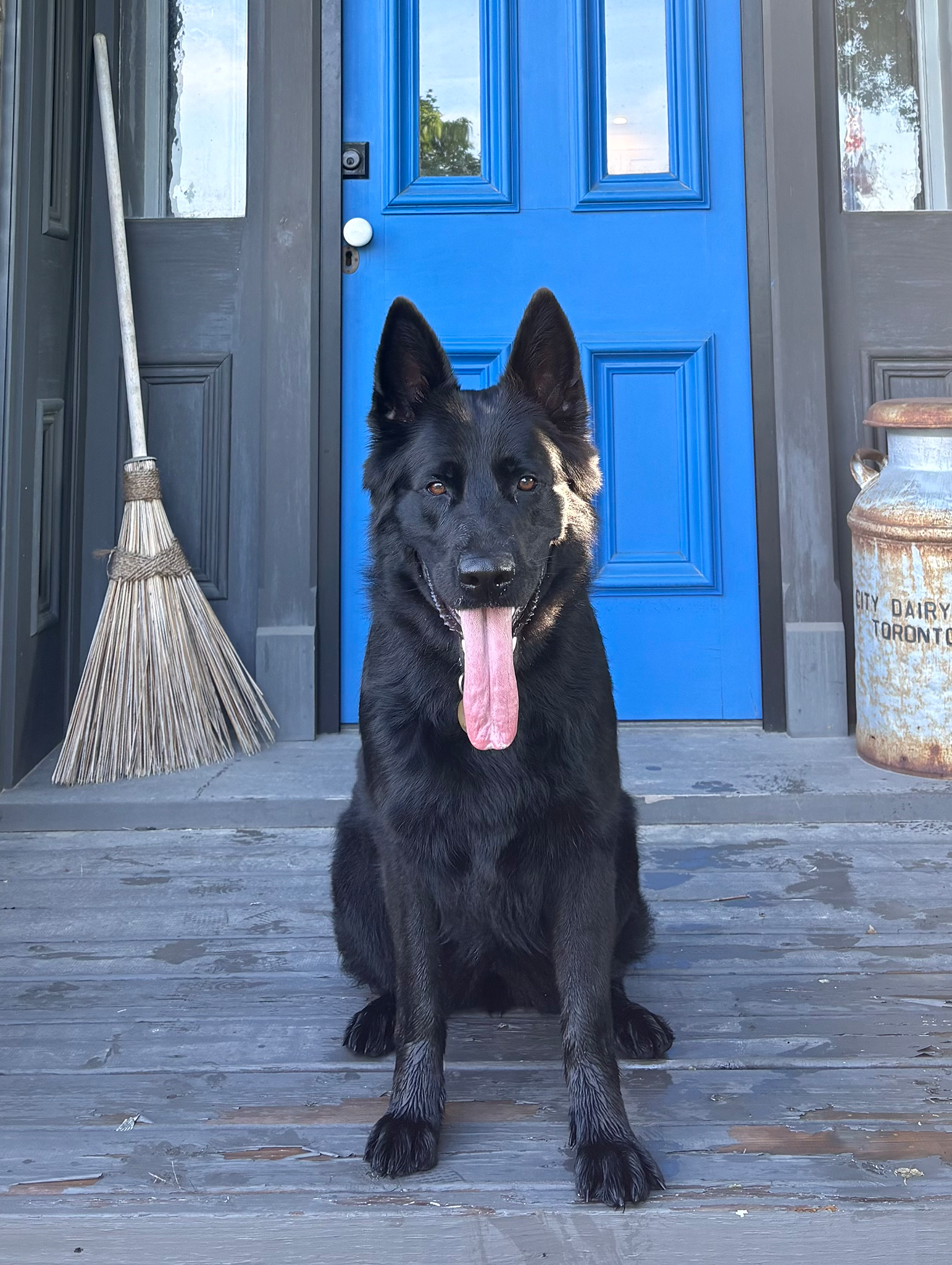 TCO Dog Training