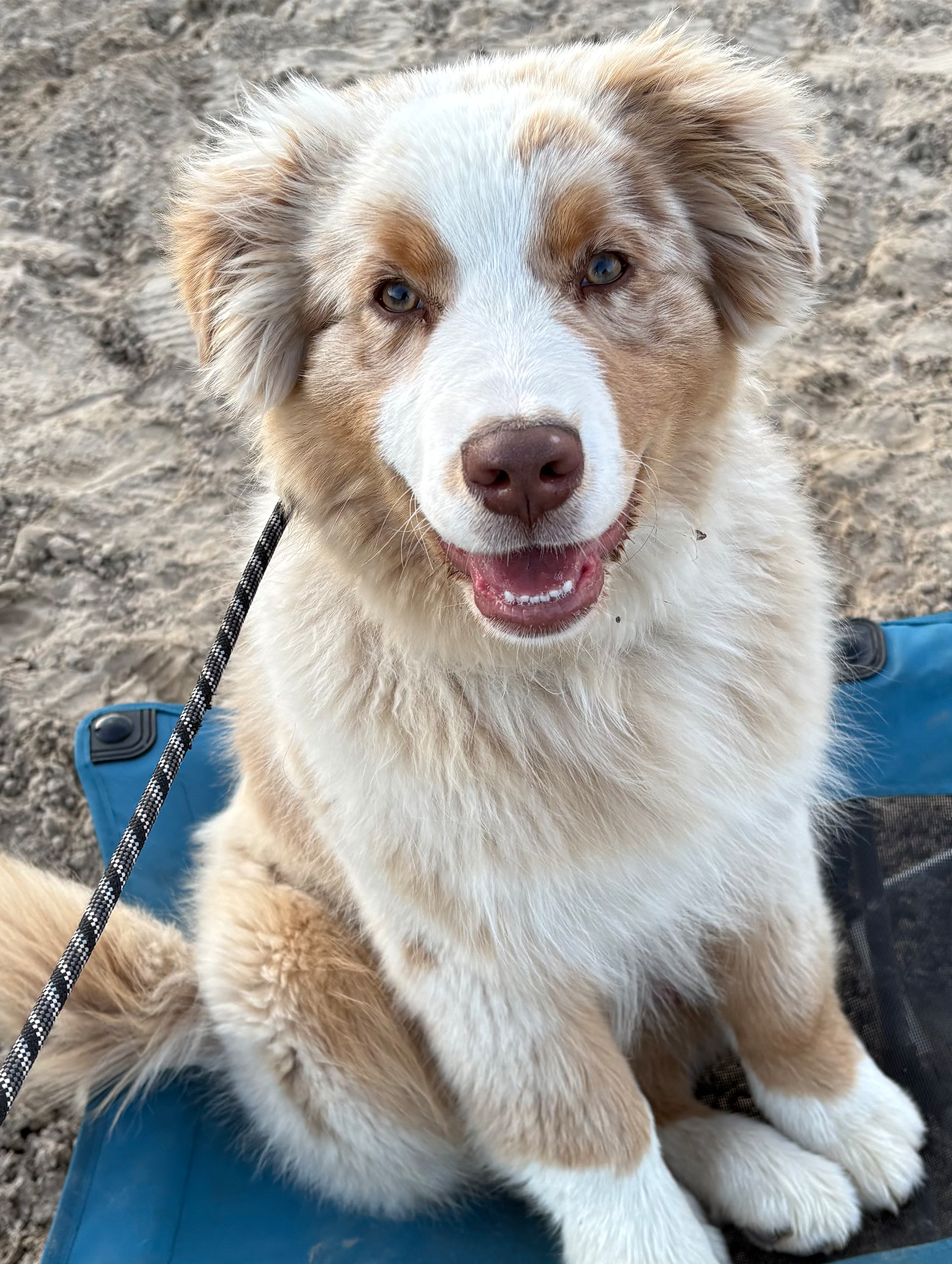 TCO Dog Training