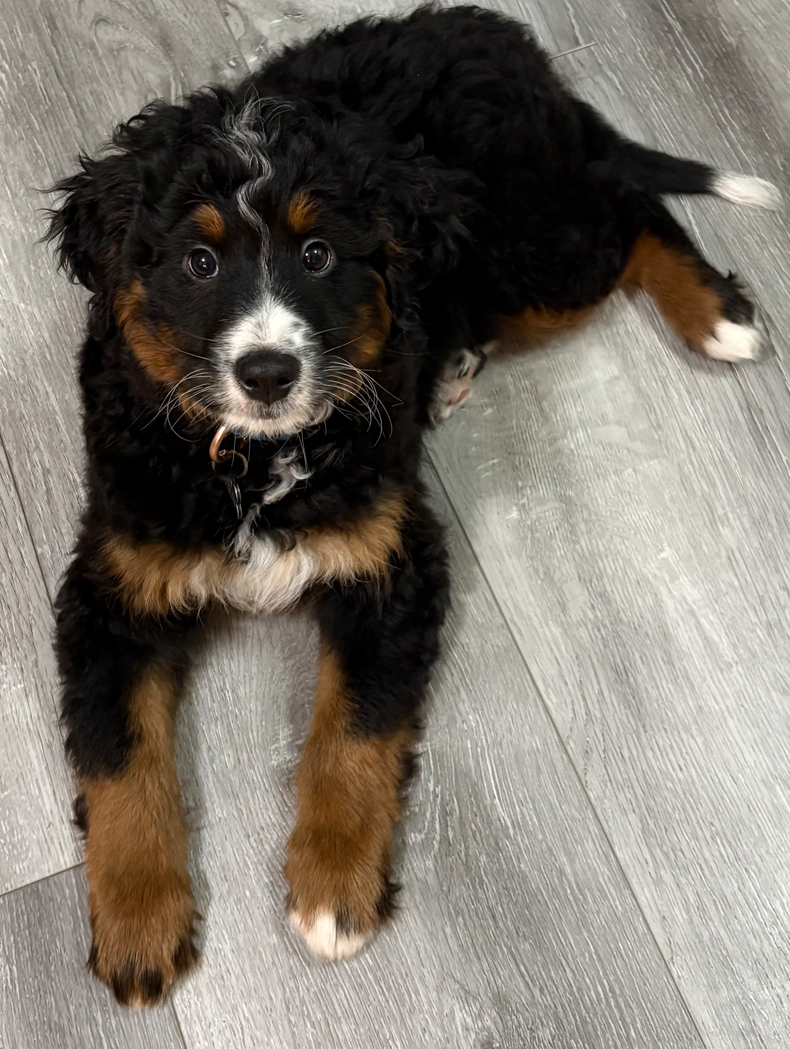 TCO Dog Training