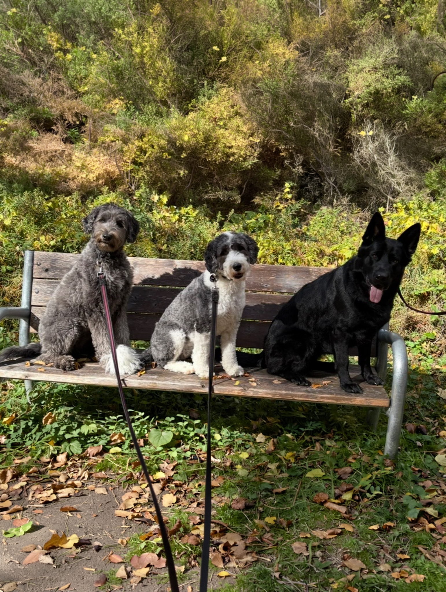 TCO Dog Training