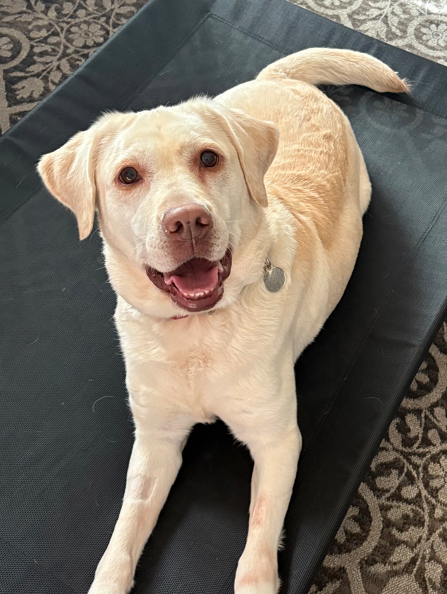 TCO Dog Training