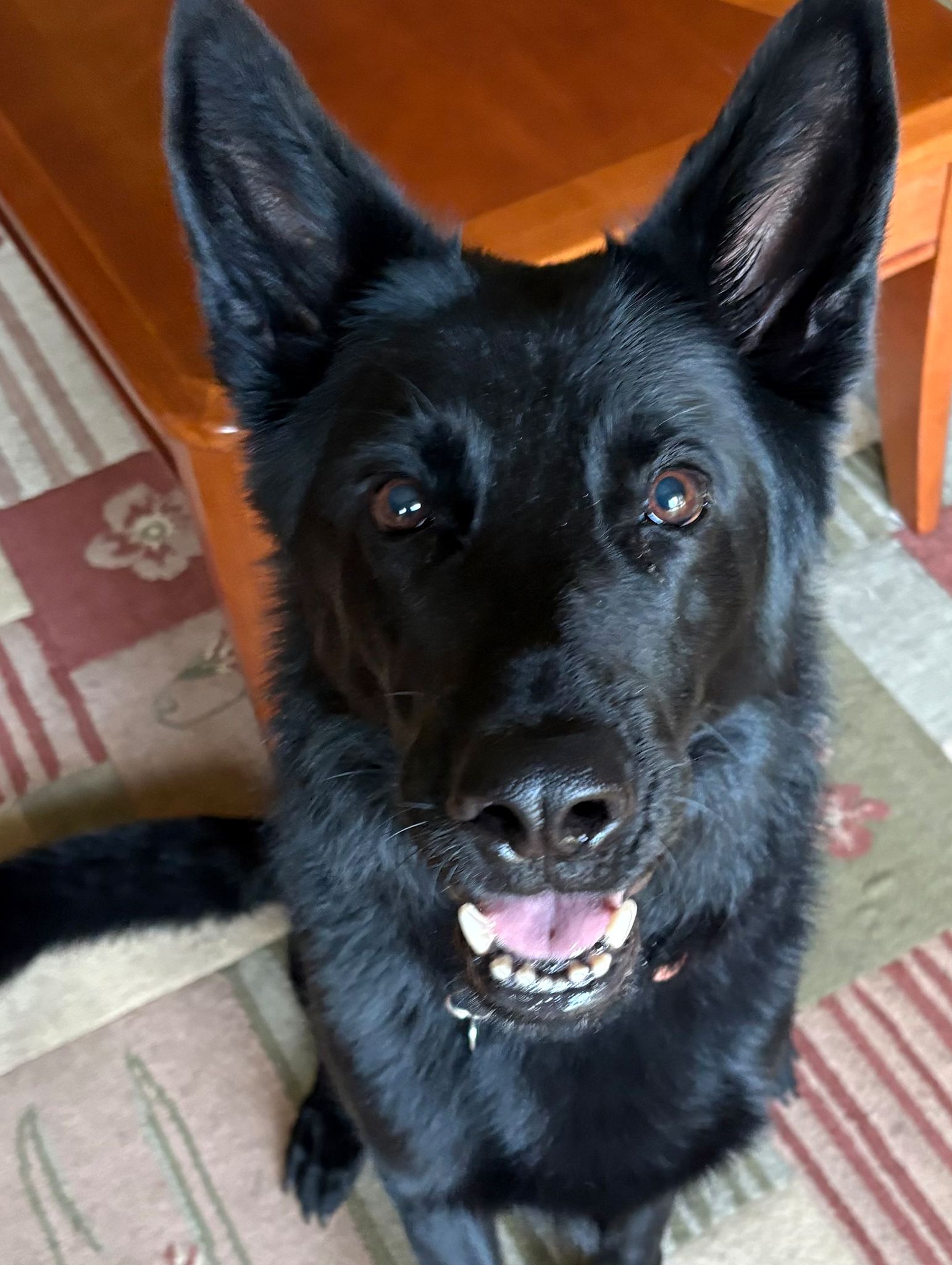 TCO Dog Training