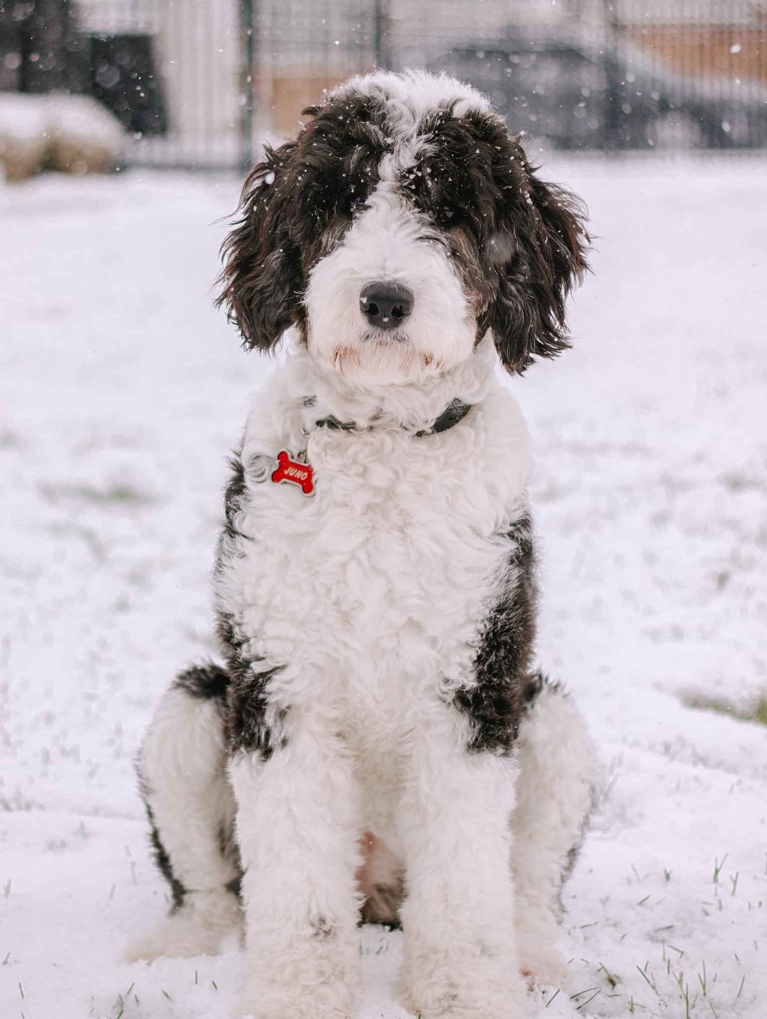 TCO Dog Training