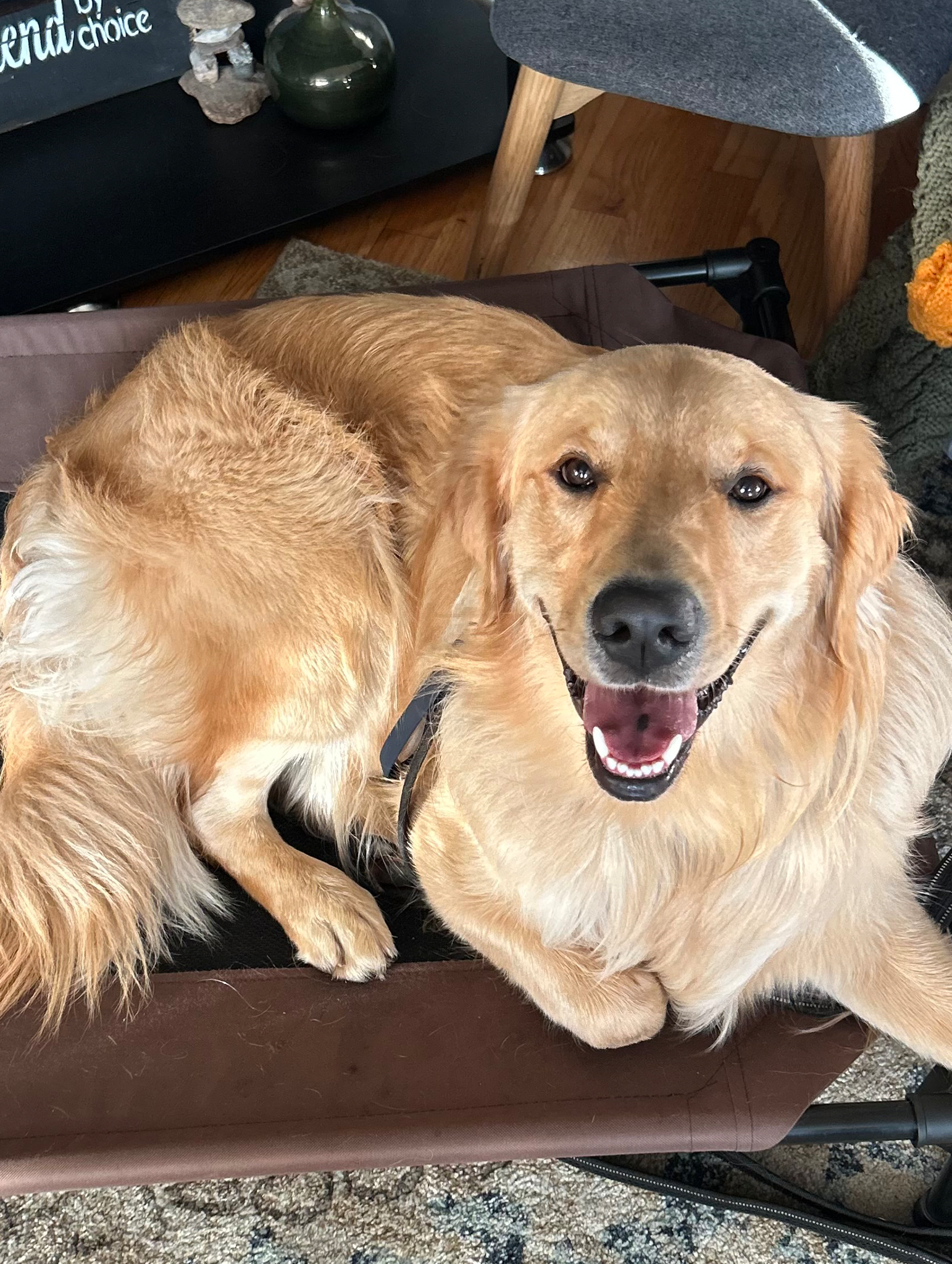 TCO Dog Training