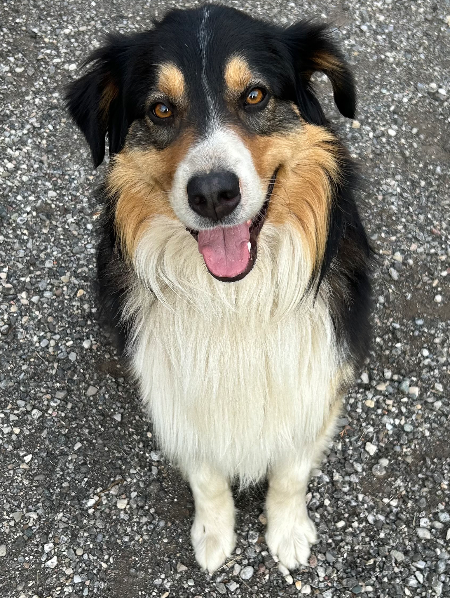 TCO Dog Training