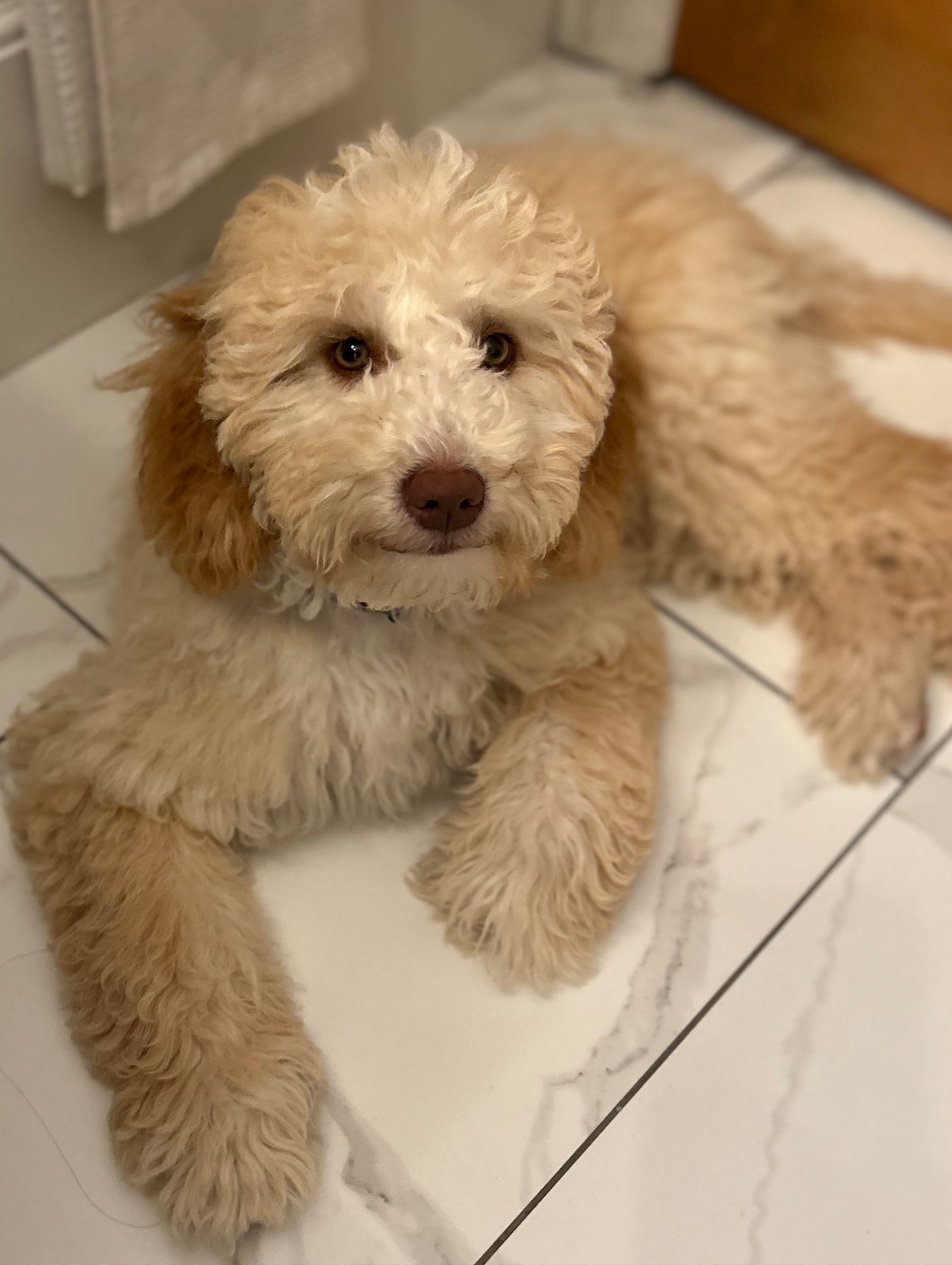 TCO Dog Training