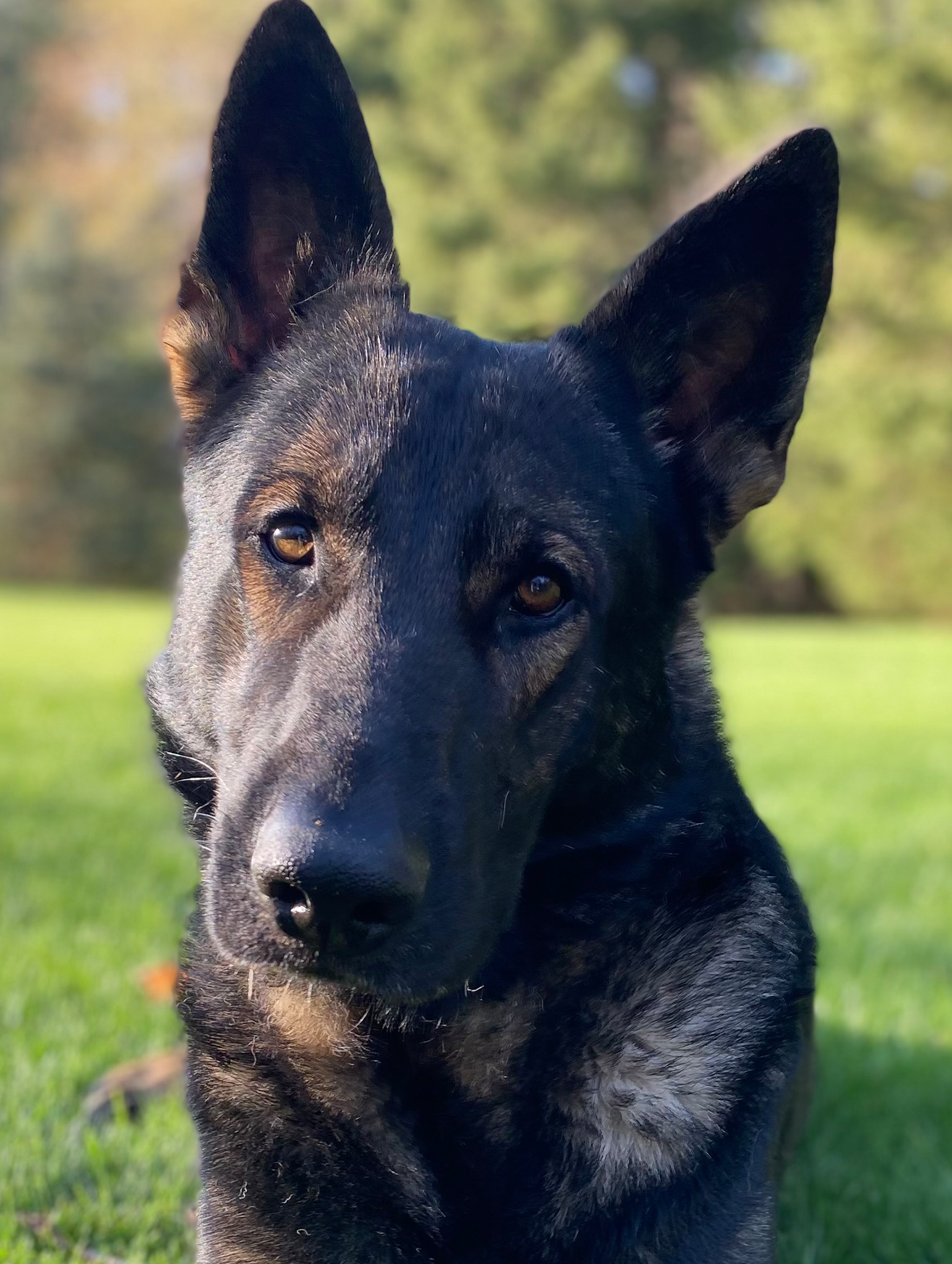 TCO Dog Training