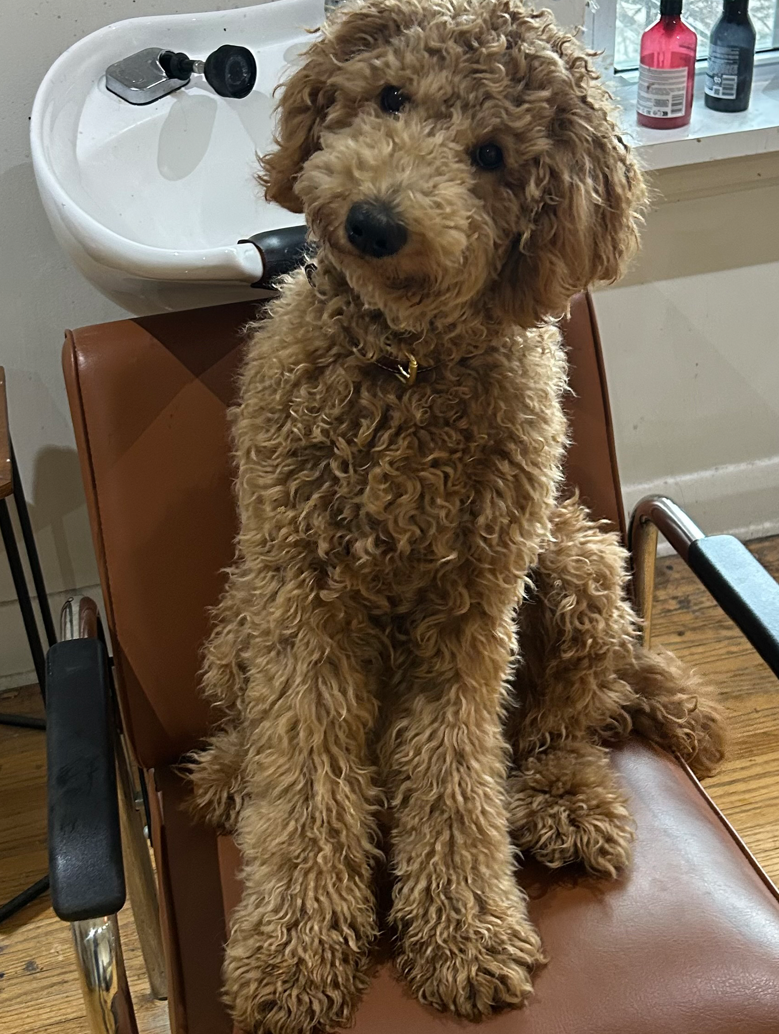TCO Dog Training