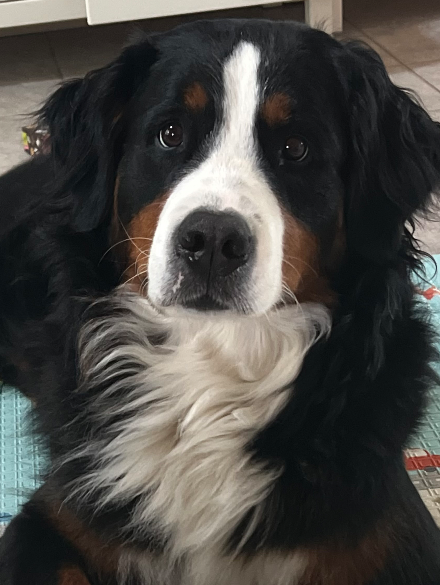 TCO Dog Training