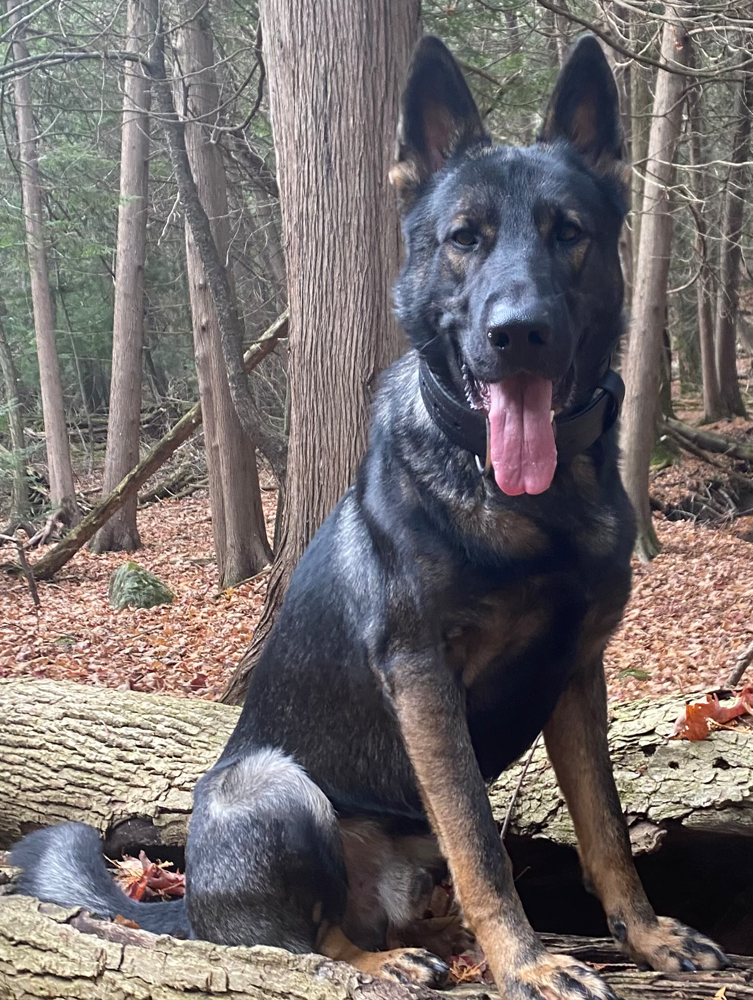 TCO Dog Training