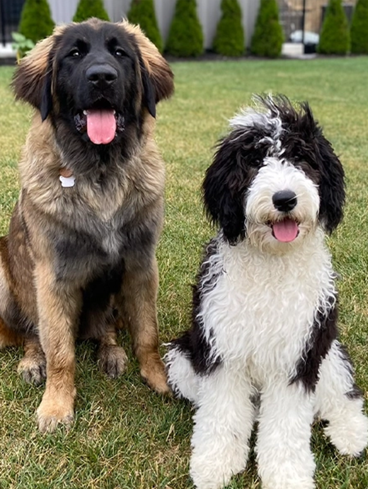 TCO Dog Training