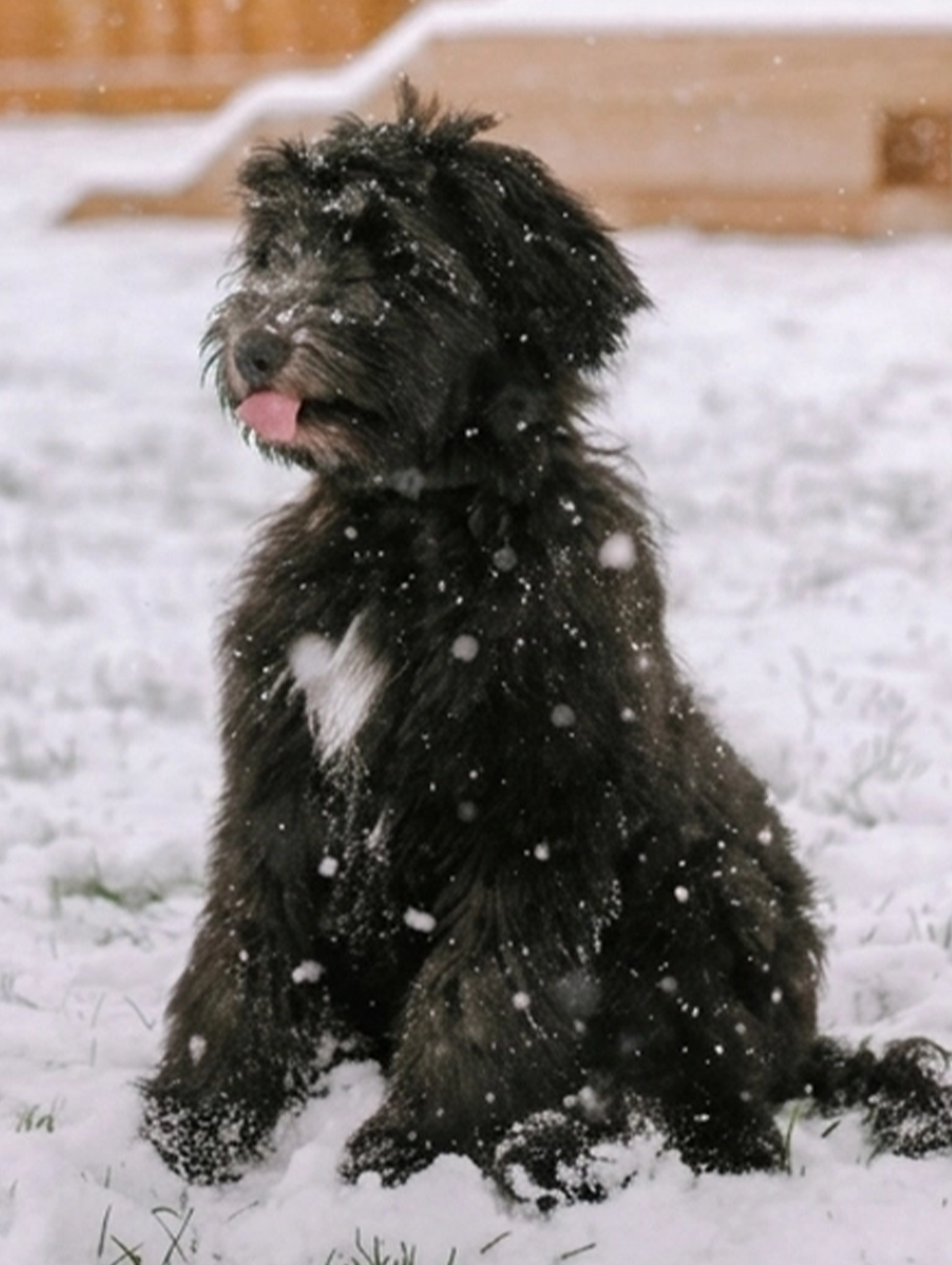 TCO Dog Training
