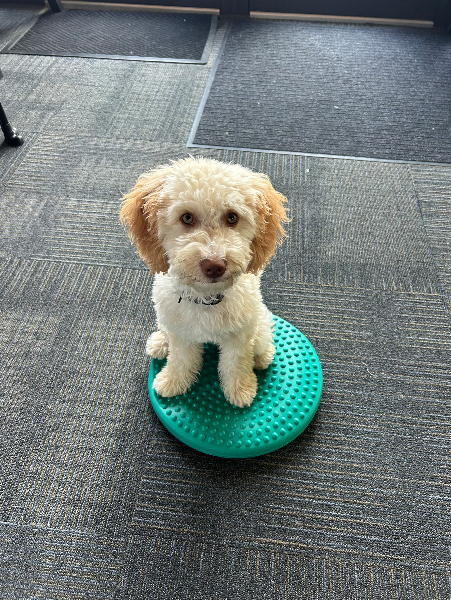 TCO Dog Training