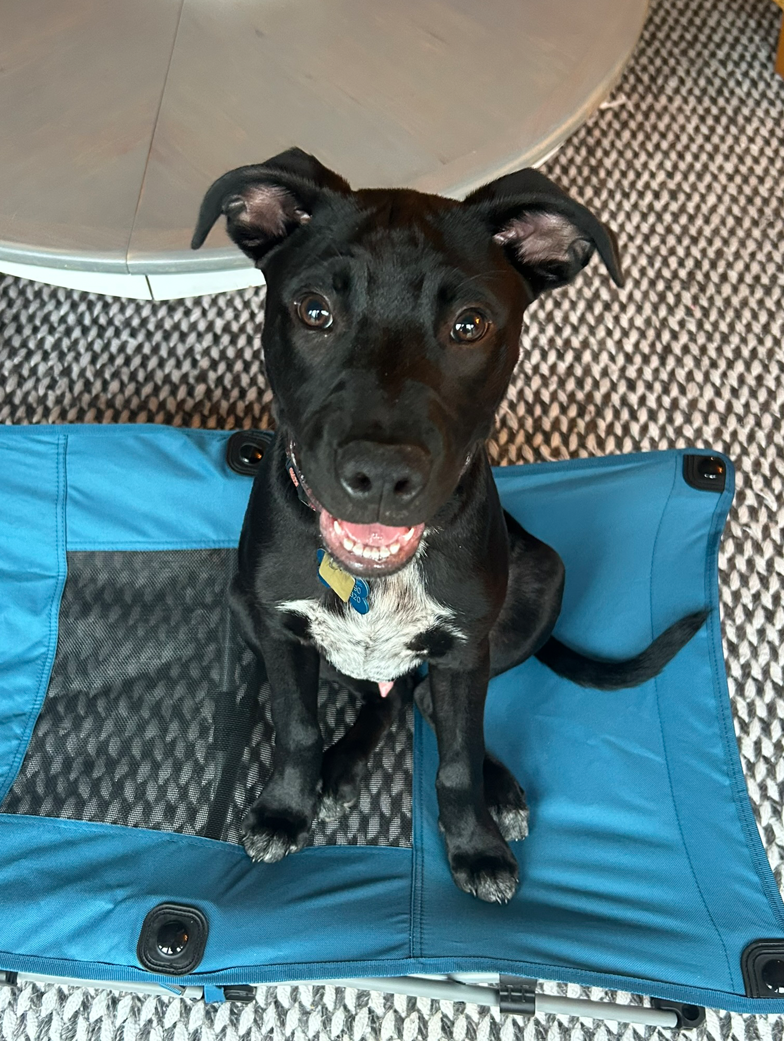 TCO Dog Training