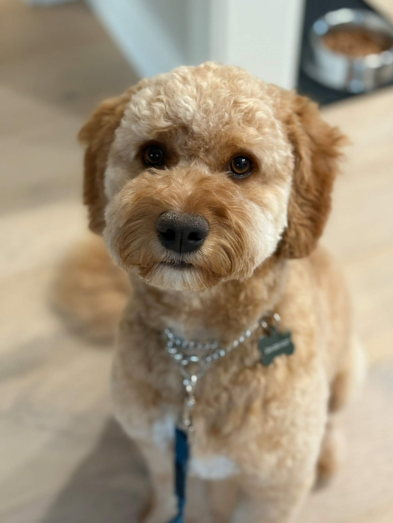 TCO Dog Training