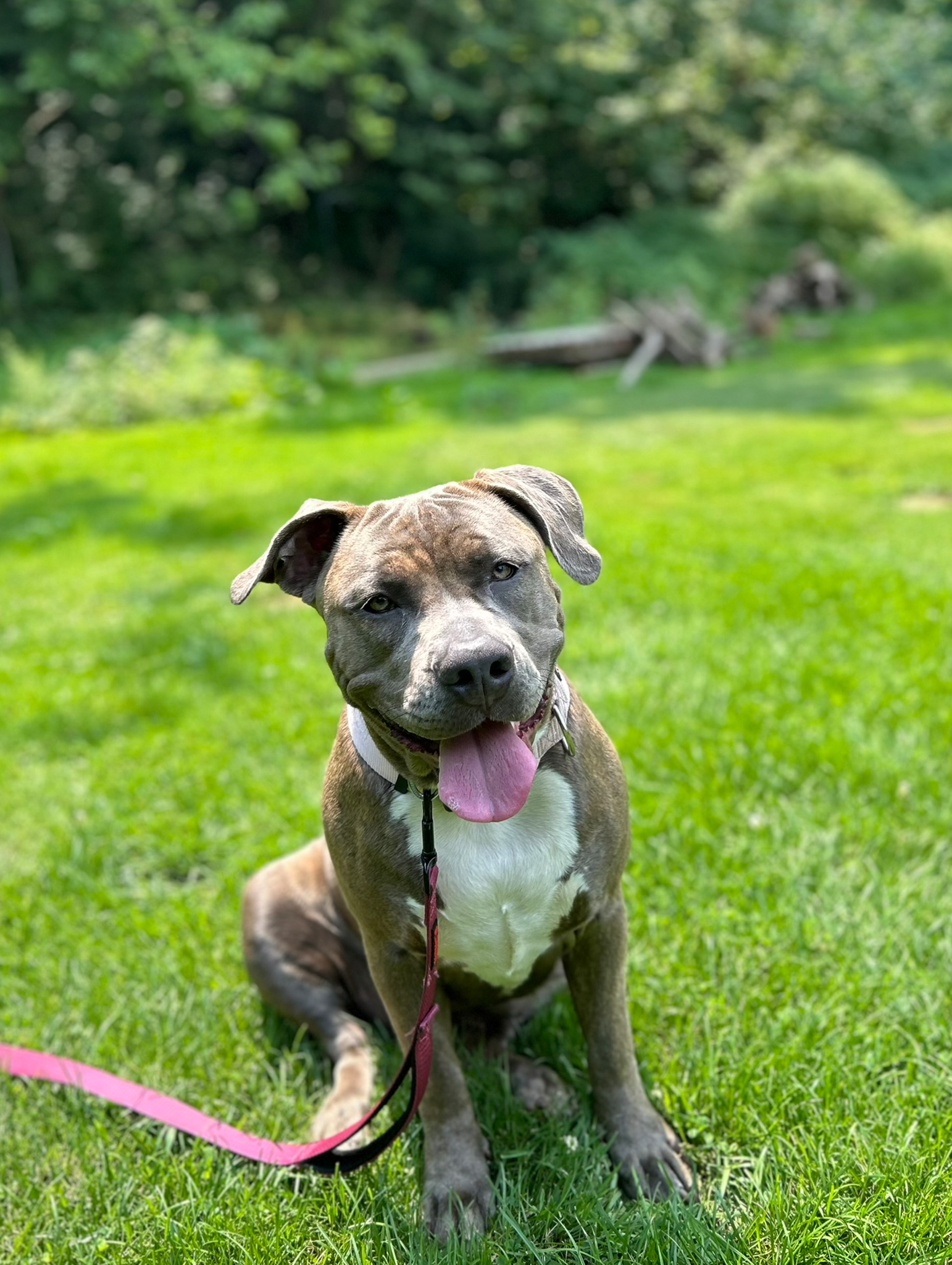 TCO Dog Training