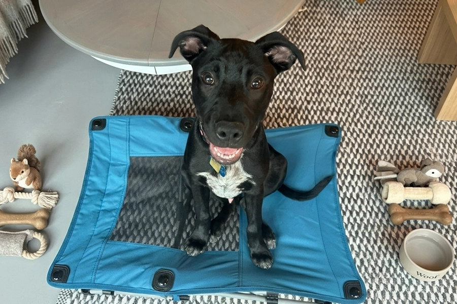 Training - Dog on Bed