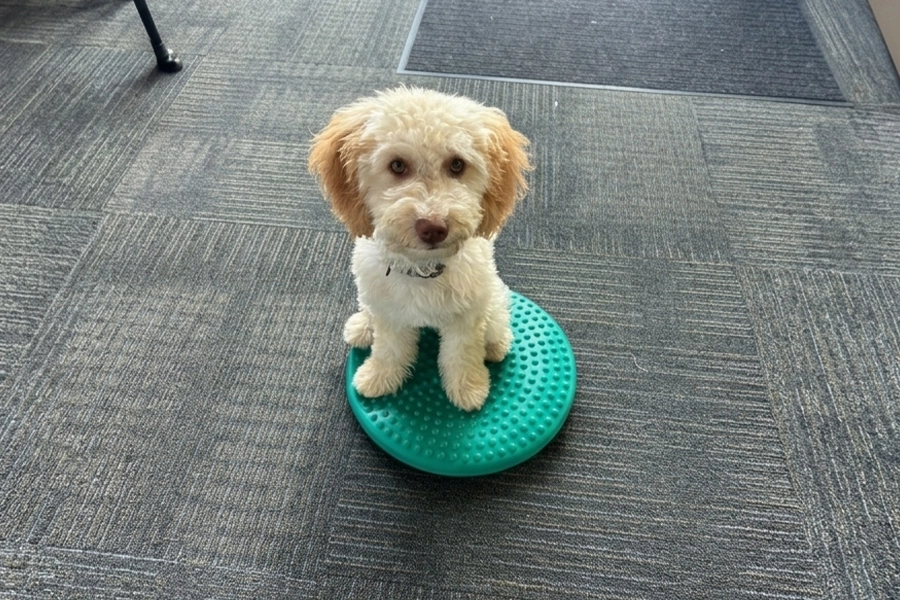 Playing - Dog with Toy