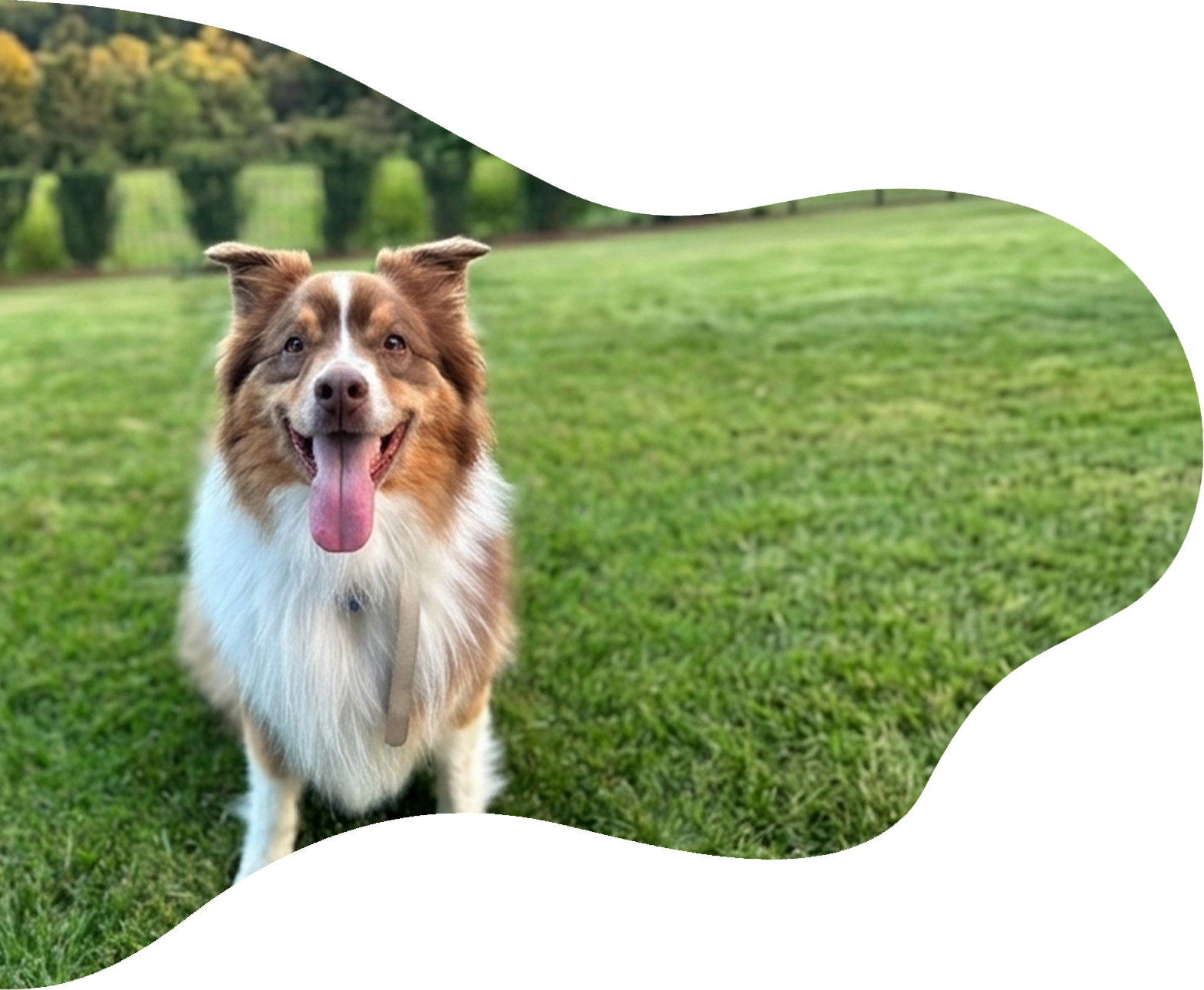 TCO Dog Training